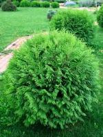 Семена Туя западная Вудварди (Thuja occidentalis Woodwardii), 30 штук