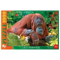 Пазл Hatber Wild animals Орангутанг (1000ПЗ2_13733)