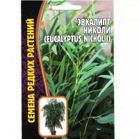 Эвкалипт николи /EUCALYPTUS NICHOLII, комнатный многолетник ( 1 уп: 0,01 г )