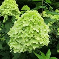 Гортензия метельчатая Мохито (Hydrangea paniculata Mojito) саженцы