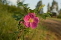 Роза даурская (лат. Rosa davurica) семена 15шт + подарочек