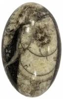 Кабошон Ортоцерас, природный, 42х27х9 мм, вес камня 15 грамм