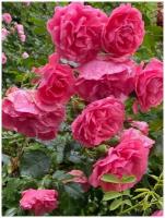Роза Плетистая Розариум Ютерсен (Rose Rosarium Uetersen) Саженец/30-40 см./2 года/3л/Закрытая (ЗКС)