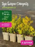 Туя западная Голден Смарагд в комплекте из 4-х растений высота 35-45 см, диаметр горшка 17 см