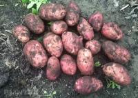 Картофель семенной "Ред Скарлетт", вес 2,5 кг, однолетнее