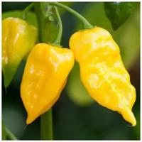 Семена Орешка Перец острый Habanero Hot Lemon 5 шт