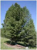 Семена Кедр сибирский (Pinus sibirica), 120 штук