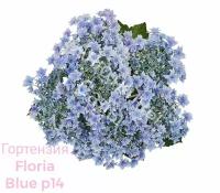 "Floria Blue" - голубая крупнолистная гортензия ( горшок р14, 8/10 веток )