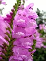 Семена Физостегия виргинская розовая (Physostegia virginiana), 20 штук