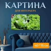 Картина на холсте "Латук, салат, сад" на подрамнике 75х40 см. для интерьера