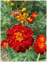 Семена Бархатцы низкорослые микс / Tagetes, 100 штук