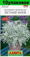 Семена Цинерария Летний Иней 10уп по 0.3г (Аэлита)