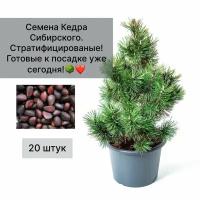 Семена Кедра Сибирского готовые к посадке, стратифицированы, 20 штук