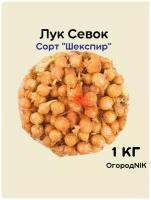 Лук Севок сорт "Шекспир" 1 кг