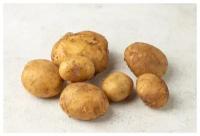 Картофель молодой Египет, 1.3 кг