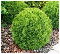 Туя западная (Thuja occidentalis Tiny Tim C2 20-25), туя