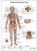 Лимфатическая система, плакат глянцевый А1+/А2+ (глянцевая фотобумага от 200 г/кв. м, размер A2+)