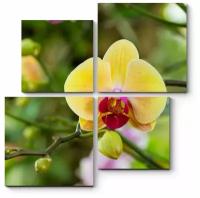 Модульная картина Тропическая орхидея, цветущая в летнем саду 50x50