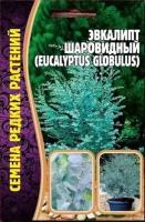 Семена Эвкалипта Шаровидный (Eucalyptus Globulus) (10 семян)