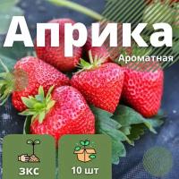 Клубника Априка Ароматная 10 штук саженцев