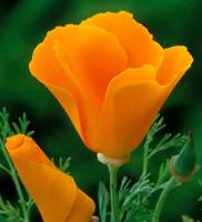 Эшшольция калифорнийская (лат. Eschscholzia californica) семена 100шт