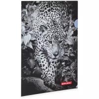 BRAUBERG Папка-уголок Leopard, А4, пластик, белый/черный