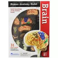 Набор Learning Resources Human Anatomy Model Brain