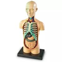 Набор Learning Resources Human anatomy model. Body