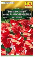 Бальзамин Афина F1 Оранжевое пламя махровый 5шт Одн Комн 20см (Аэлита)