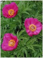 Семена Пион уклоняющийся (Paeonia anomala), 15 штук