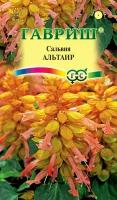 Гавриш, Сальвия Альтаир, карликовая 4 семени