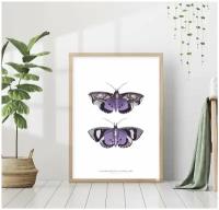 Постер без рамки "Фиолетовые бабочки, иллюстрация" 30*40 в тубусе / Картина для интерьера / Плакат / Постер на стену / Интерьерные картины
