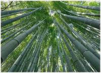 Бамбуковый лес - Виниловые фотообои, (315х225 см)