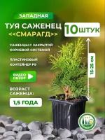 Саженец туи Смарагд 10 штук