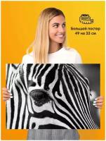 Постер плакат Zebra Зебра