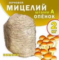 Мицелий опят зерновой, семена грибов (штамм А) - 2 кг