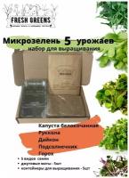 Микрозелень для проращивания Fresh Greens, Малый набор №3 (Капуста белокочанная Руккола Дайкон Подсолнечник Горох)