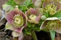 Морозник Кавказский (лат. Helleborus caucasicus) Семена 10шт + подарок