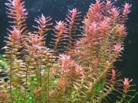 Ротала индика (Rotala rotundifolia) 5 веточек от10 см/ Живые растения для аквариума