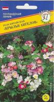 Роза китайская Крылья Ангелов. Семена. Многолетник. Высота до 30 см. цветки до 7 см. Можно выращивать как комнатное горшечное растение