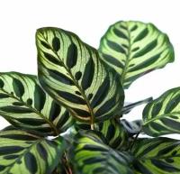 Калатея Макояна (лат. Calathea Makoyana) D6см