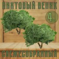 Веник Пихтовый свежесобранный для бани 4шт