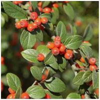 Кизильник мелколистный (лат. Cotoneaster microphyllus) семена 15шт