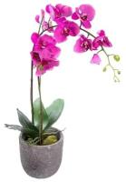 Орхидея букет 35-40 см высота
