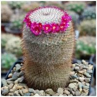 Семена Орешка Суккулент Кактус Mammillaria dixanthocentron P-322 10 шт