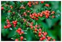 Кизильник горизонтальный (лат. Cotoneaster horizontalis) семена 25шт