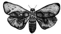 Татуировка / татуировка бабочка