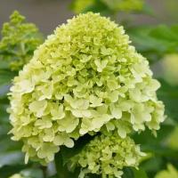 Гортензия метельчатая Hydrangea LimeLight (гортензия Лаймлайт), саженцы