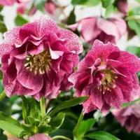 Морозник восточный Дабл Элен Еллоу Споттид (Helleborus orientalis Double Ellen Yellow Spotted), саженцы