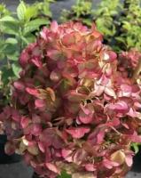 Гортензия метельчатая (Hydrangea Petite Cherry) Петит Черри, саженцы